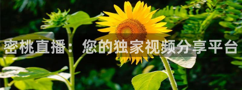 咪咕视频直播：密桃直播：您的独家视频分享平台
